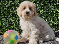 Otti, a male Bichpoo for sale in Boyden, IA – Photo 5 of 10