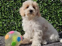 Otti, a male Bichpoo for sale in Boyden, IA – Photo 6 of 10