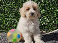 Otti, a male Bichpoo for sale in Boyden, IA – Photo 3 of 10