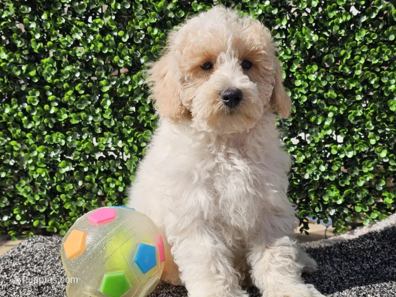 Otti – Bichpoo puppy for sale in Boyden, IA