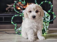 Otti, a male Bichpoo for sale in Boyden, IA – Photo 10 of 10
