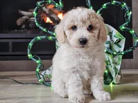 Otti, a male Bichpoo for sale in Boyden, IA – Photo 9 of 10