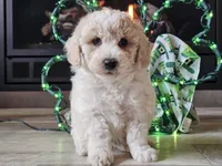 Otti, a male Bichpoo for sale in Boyden, IA – Photo 6 of 10