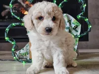 Otti, a male Bichpoo for sale in Boyden, IA – Photo 3 of 10