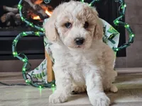 Otti, a male Bichpoo for sale in Boyden, IA – Photo 2 of 10