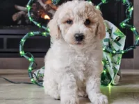 Otti, a male Bichpoo for sale in Boyden, IA – Photo 5 of 10