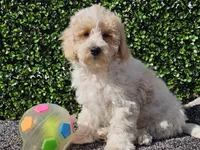 Otti, a male Bichpoo for sale in Boyden, IA – Photo 7 of 10