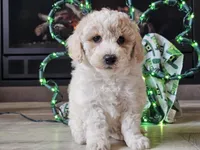 Otti, a male Bichpoo for sale in Boyden, IA – Photo 8 of 10