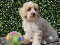 Otti, a male Bichpoo for sale in Boyden, IA – Photo 9 of 10