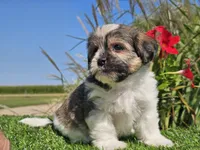 Ella, a female Shorkie for sale in Boyden, IA – 10 of 10