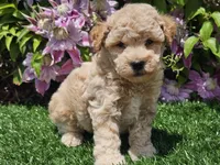 Sunny, a male Havapoo for sale in Boyden, IA – 9 of 10