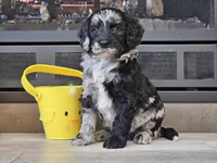 Dani, a female Goldendoodle for sale in Boyden, IA – Photo 10 of 10