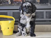 Dani, a female Goldendoodle for sale in Boyden, IA – Photo 5 of 10