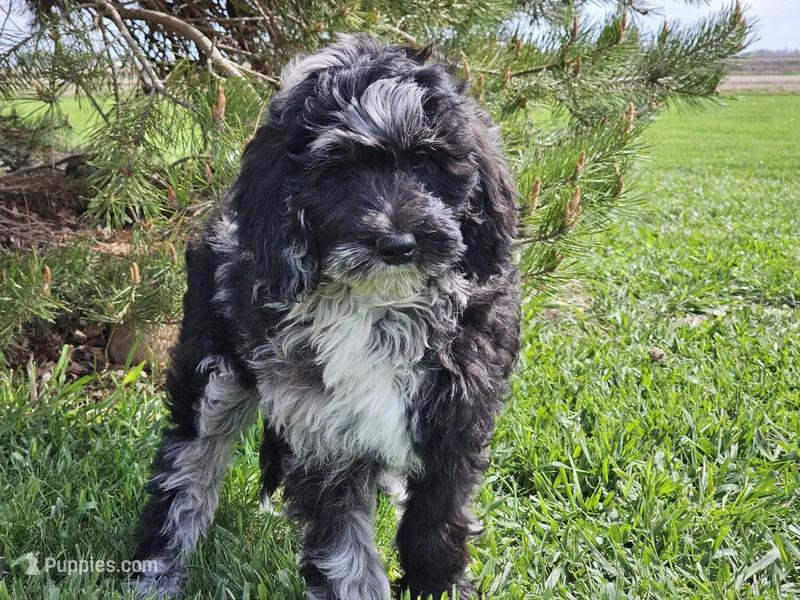 Dani – Goldendoodle puppy for sale in Boyden, IA