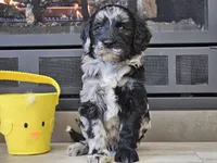 Dani, a female Goldendoodle for sale in Boyden, IA – Photo 3 of 10