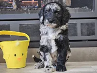 Dani, a female Goldendoodle for sale in Boyden, IA – Photo 4 of 10