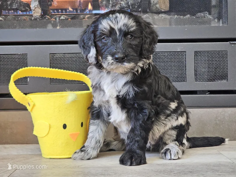 Dani – Goldendoodle puppy for sale in Boyden, IA