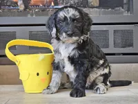 Dani, a female Goldendoodle for sale in Boyden, IA – Photo 1 of 10