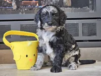 Dani, a female Goldendoodle for sale in Boyden, IA – Photo 2 of 10