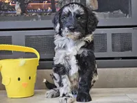 Dani, a female Goldendoodle for sale in Boyden, IA – Photo 8 of 10