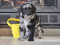 Dani, a female Goldendoodle for sale in Boyden, IA – Photo 6 of 10