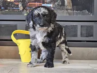 Dani, a female Goldendoodle for sale in Boyden, IA – Photo 7 of 10