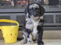 Dani, a female Goldendoodle for sale in Boyden, IA – Photo 9 of 10