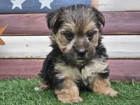 Keegan , a male Morkie for sale in Boyden, IA – 5 of 10