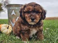 Banjo, a male Havapoo for sale in Boyden, IA – 4 of 10