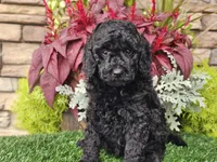 Willow, a female Goldendoodle for sale in Boyden, IA – 2 of 10