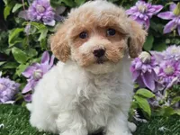 Cardi, a female Havapoo for sale in Boyden, IA – 6 of 10