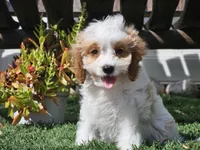 Greta, a female Cavapoo for sale in Boyden, IA – 9 of 10