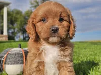 Joey, a male Cavapoo for sale in Boyden, IA – 9 of 10