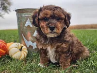 Banjo, a male Havapoo for sale in Boyden, IA – 7 of 10