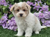 Cruz, a male Havapoo for sale in Boyden, IA – 10 of 10