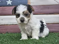 Kolja, a female Morkie for sale in Boyden, IA – 10 of 10