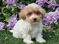 Cardi, a female Havapoo for sale in Boyden, IA – 7 of 10
