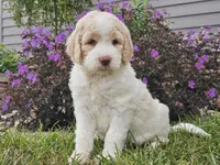 Millie, a female Goldendoodle for sale in Boyden, IA – 8 of 10