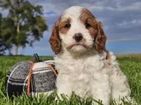 Jinx, a male Cavapoo for sale in Boyden, IA – 10 of 10