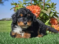 Juri, a male Miniature Aussiedoodle for sale in Boyden, IA – 10 of 10