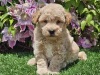 Sunny, a male Havapoo for sale in Boyden, IA – 5 of 10
