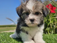 Emelia , a female Shorkie for sale in Boyden, IA – 5 of 10