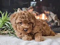 Kai, a female Cavapoo for sale in Boyden, IA – 7 of 10