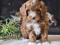 Kit, a male Cavapoo for sale in Boyden, IA – 7 of 10