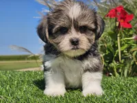 Evan, a male Shorkie for sale in Boyden, IA – 2 of 10