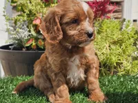Gage, a male Cavapoo for sale in Boyden, IA – 2 of 10