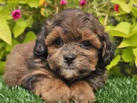 Neo, a male Shihpoo for sale in Boyden, IA – 4 of 10
