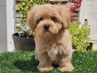 Laker, a male Maltipoo for sale in Boyden, IA – 5 of 10