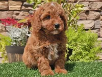 Darius, a male Poodle - Miniature  for sale in Boyden, IA – 4 of 10