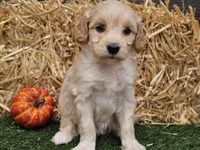 Sierra , a female Goldendoodle for sale in Boyden, IA – 2 of 10